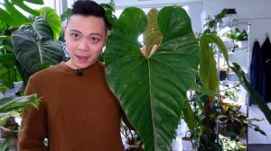 TOP 5 FAVOURTE PLANTS 💚| APRIL 2022 | Monstera Thai Constellation, Philodendron Melanochrysum & MOR