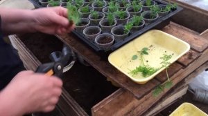 Схизантус. Черенкование