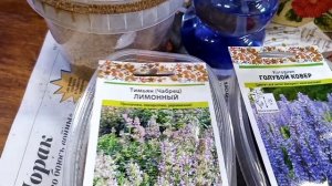 Многолетники из семян. Тимьян и Котовник.