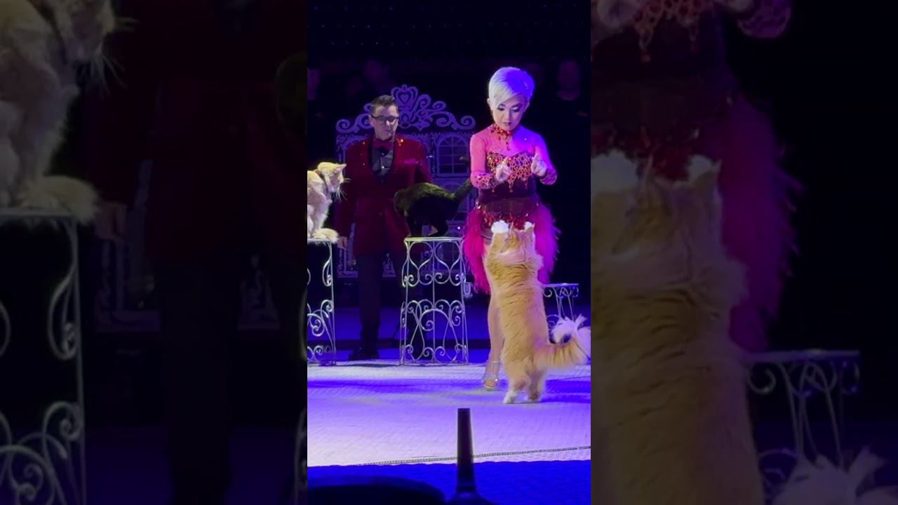 МЕЙНКУНЫ УМЕЮТ ТАК ДЕЛАТЬ? Сходил в цирк на воде Aquamarine смотреть онлайн