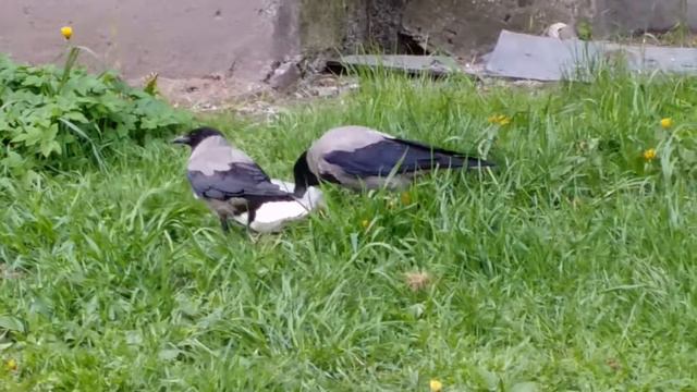 вороны петроградка crow bird петербург смотреть онлайн