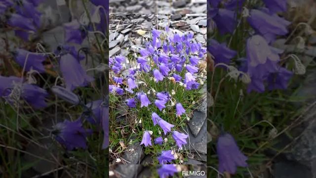 Флора заполярного Тикси смотреть онлайн