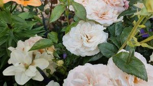 Цветение роз Гео Лаоен, Голубой Лунный Камень, Гордость и Предубеждение, Грейт Норт Истерн Роуз