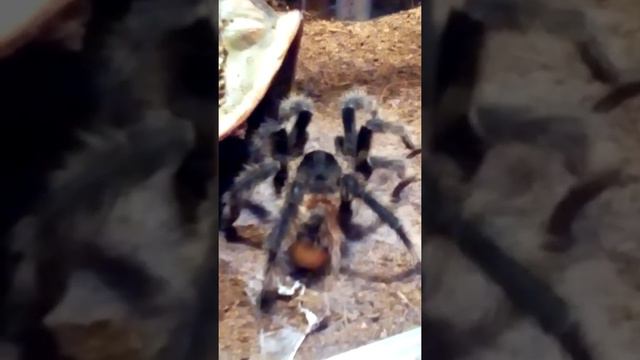 птицеед Lasiodora parahybana адультный самец плетёт коврик перед поеданием тарика смотреть онлайн