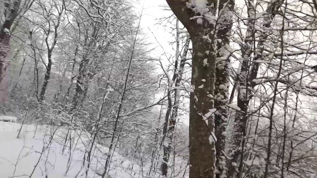 от клюва дятла до самоедства. смотреть онлайн