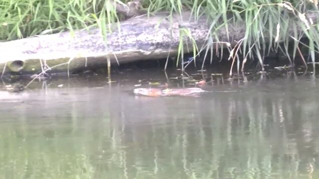 Как плавает и поедает камыш ондатра. Muskrat on the river: swims and eats reeds.