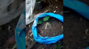 #лайфхак #размножение #деревьев абрикосы, айвы, бузины, груши, осины алычи черенками #село #деревня