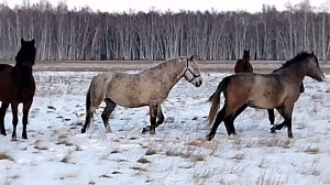 Встреча с лошадьми.