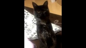 Они спасли жизнь крошечному котенку, а через год их ждал невероятный сюрприз!