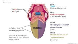 Иннервация языка и нарушения - языкоглоточный, подъязычный, блуждающий и лицевой нервы /USMLE step