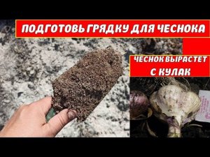 В ГРЯДКУ ПЕРЕД ПОСАДКОЙ ЧЕСНОКА ОЗИМОГО ДОБАВЛЯЮ ЭТО! ЧЕСНОК РАСТЕТ СКУЛАК! Что добавить под чеснок