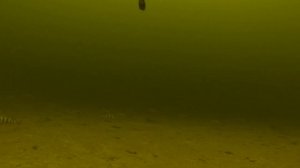 Подводная охота в Волгограде с видимостью 10 м!