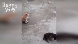 Funny animals - Funny cats  dogs - Funny animal videos #85 - 1080
