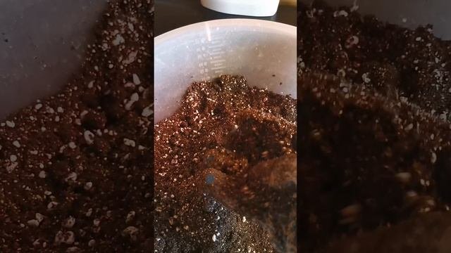 Посадка земляники в грунт.