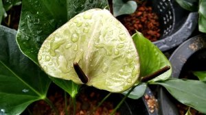 Anthurium | anthurium flowers | anthurium varieties