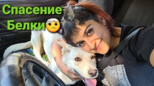 Спасли жизнь Белке, начали травить собак