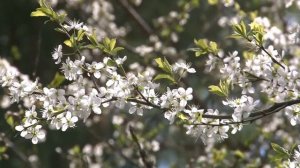 Зацвела вишня в саду (Cherry blossoms)