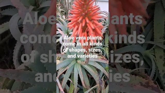 Aloe vera plants & flowers #aloevera #aloe #succulents #succulent #desertplants #containergardening