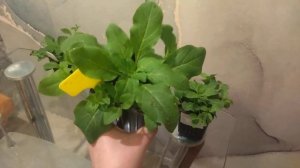 Когда сеять ампельную петунию?