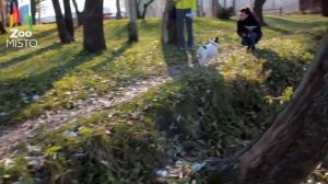 Все о породе   Французский Бульдог