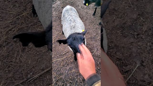 Смотрите, как простая НУМЕРОВАННАЯ овечка превратилась в мою ЛЮБИМИЦУ 🥰🐑