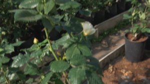 Роза100 идей сада - 100 idees Jardin_Golden Zes (Dr. Keith W. Zary США, 2005)
