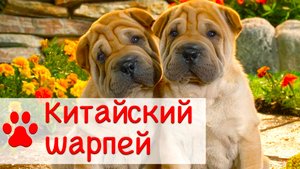 Китайский шарпей | Характер, уход и воспитание