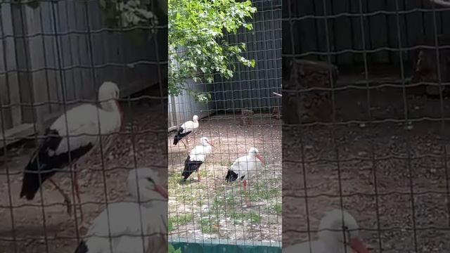 Аист белый (stork white bird ) крупная птица, на высоких ногах, с длинной шеей и длинным клювом Zoo