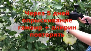2 таблетки и пятен на томатах не будет. Листья помидоров в теплице будут зеленые и чистые.