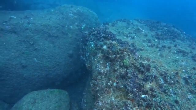 Подводный мир. Дайвинг на Шри Ланка. Релакс для души. Хиккадува. Sri Lanka. Hikkaduwa смотреть онлайн