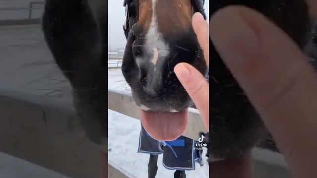 Английская чистокровная порода лошади. смотреть онлайн