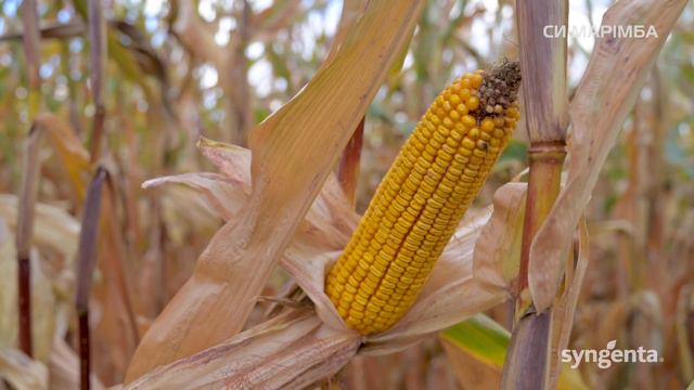 Гібрид кукурудзи 🌽 СИ Марімба, ФАО 240 смотреть онлайн