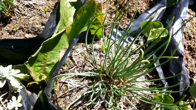 Allium schoenoprasum - Chives смотреть онлайн