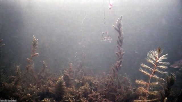 Рыбалка ЗИМОЙ НА ЛЕТНИЕ БЛЕСНА и ЖИВЦА! Атаки Щук! Реакция рыбы. Подводная съёмка