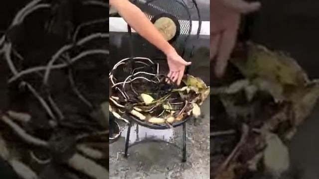 Размножение лотосов.Как вырастить лотос? сорта лотоса, лотосы в саду, лотосы в горшке. смотреть онлайн