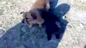 Кошка и собака любят друг друга!b