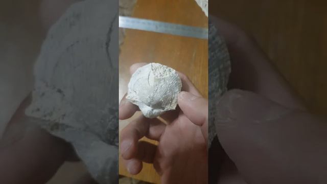 Плеченогий моллюск-брахиопода Choristites Mosquensis. ПАЛЕОЗОЙСКАЯ ЭРА! Возраст около 310млн. лет!!