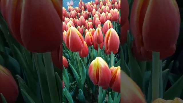 Тюльпан Henny van der Most (Хенни ван дер Мост) смотреть онлайн