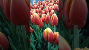 Тюльпан Henny van der Most (Хенни ван дер Мост)