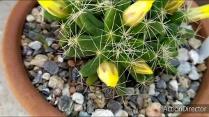 Расцвела Новая мамилярия ☀️ Mammilaria Longimamma☀️#mammilaria