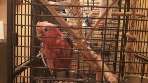 Попугай Фидель, розовый какаду, разговаривает