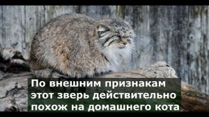 Бабушка приютила котенка, а он оказался диким котом манулом. Чем закончилась эта резонансная истори