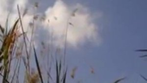 ой вы голуби, ой вы белые