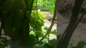 гф Мальчик с пальчик селекции Калугина В.М. на 16.07.2022г.