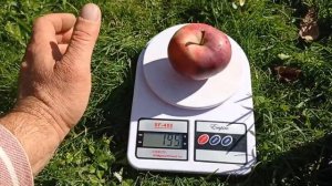 Сорт Старкримсон