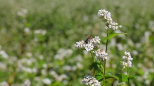 Пчеловодство Алтайского края 2021