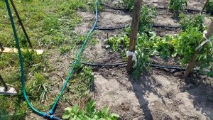 Капельный полив Своими руками! За один час!