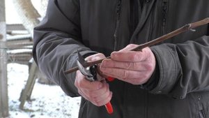 Проращивание чубуков винограда / Рекомендации и советы