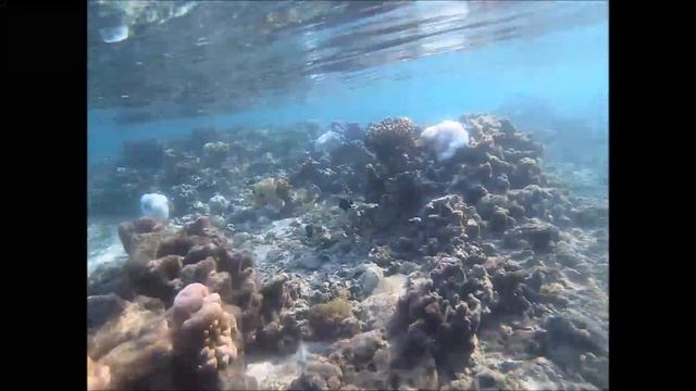 актиния и коралловые рыбки смотреть онлайн