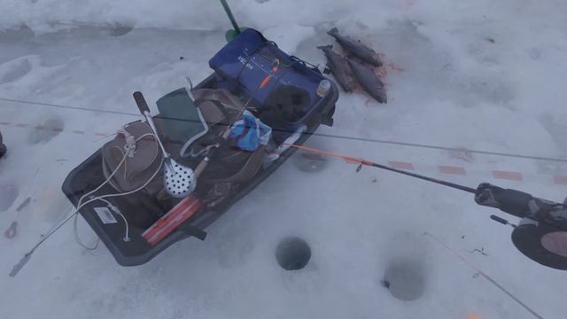Форель Красногорск спортзона. Много эмоций и поимок.  Trout fishing in Russia.